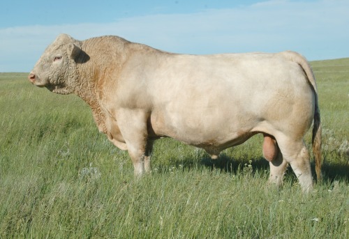 Charolais cattleThe Charolais is a breed of taurine beef cattle from the Charolais area surrounding 