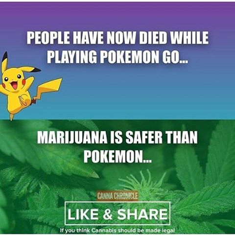 // @thedailycheif  . . #weedissaferthanpokemon #weedstagram