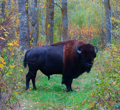 wapiti3:THE SLOWER YOU GO THE BIGGER YOUR WORLD GETS!my hiking buddy! he stayed with me for about 6 