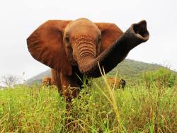 wildeles:  Baby elephant boop! [Source: The David Sheldrick Wildlife Trust on Facebook, 25 August 2014.]