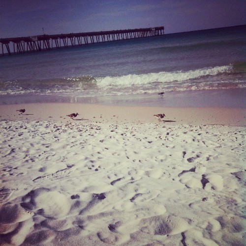 iampettygirl13:  I made friends!! #birds #beach #PCB #Panama #City #Florida (at The Beach)