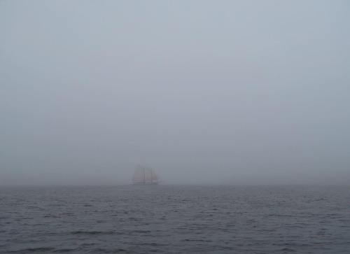 Foggy June