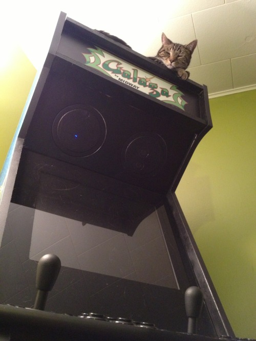 “That cat is sleeping on Galaga.He thought we wouldn’t notice, but we did.”