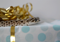pretzel-the-hognose:  Pretzel spent half of his birthday trying to understand the concept of wrapping paper.  He failed. But it was very cute. 