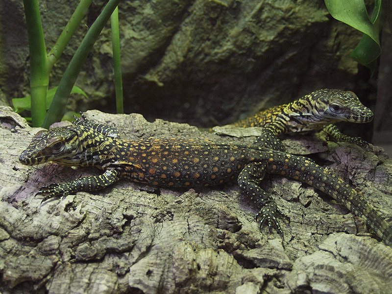 Reptile World