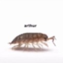 that-weird-bee - Couldn't think of anything funny to put here :')