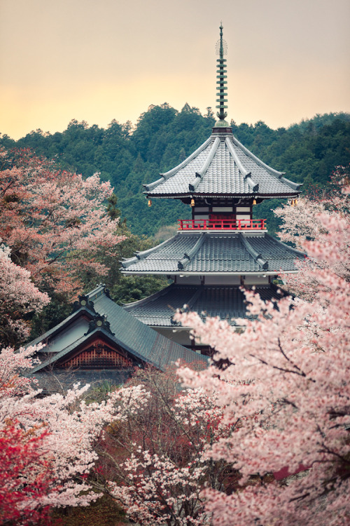 beautifuljapan11:Cherry tree in full bloom Kinpusenji pagoda - Mount Yoshino, Nara, Japan 