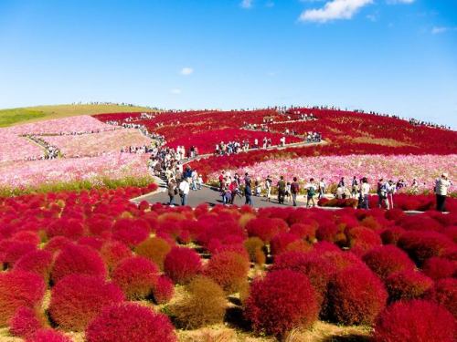 Hitachi Seaside Park, JapanIt’s still winter in the northern hemisphere, which means the park in thi