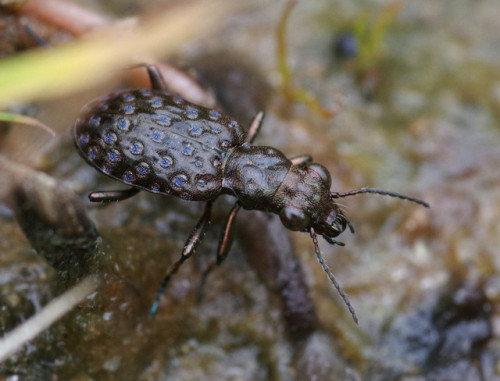 Alas, Elaphrus cupreus is just a little too small to have its marvellous blue ocelli admired by huma