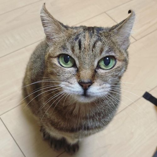 生日快樂 永遠の子ねこちゃん、みぃなさん。なんと13歳のお誕生日 これからも元気でいてね . . . #cat #neko #貓 #ねこ #ねこ部 #キジサビ #キジネコ48 #むぎわらねこ同盟  h