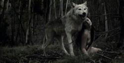 sometimesiwonder7:Alpha wolf and his kitten