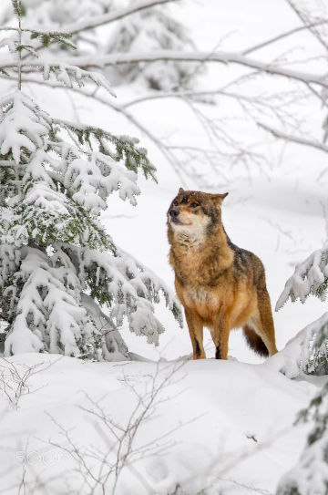 wolfsheart-blog:    Wolf in the Bavarian Forest National Park, Bavaria, Germany by Dirk-R