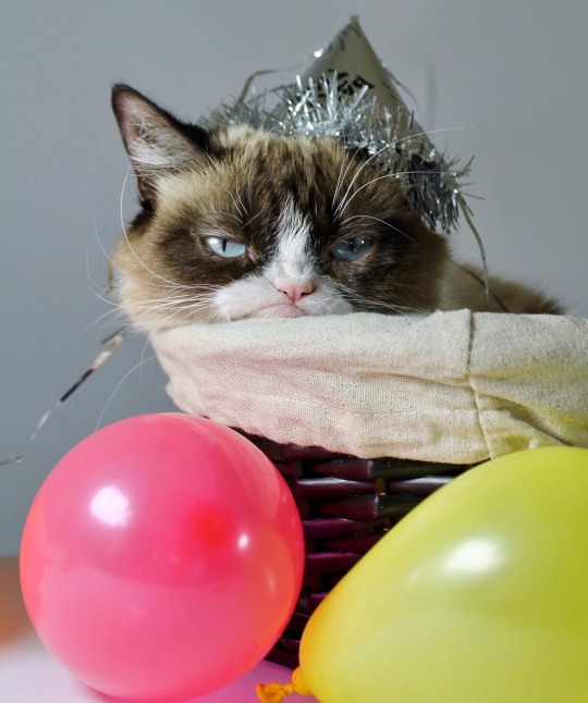 realgrumpycat:  Happy 7th Birthday Grumpy Cat!