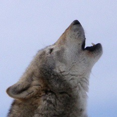 the difference between wolves and coyotes