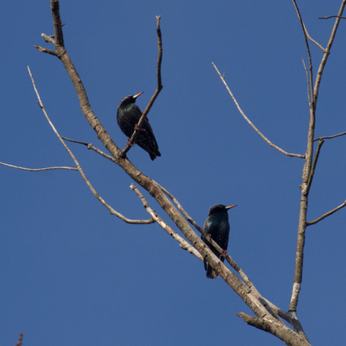 Two Starlings On A Branch, Enjoying The Late Afternoon Sun.