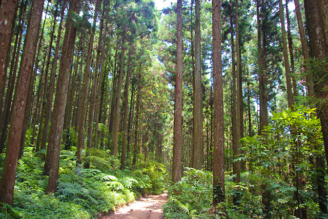 Febe的旅玩日記— 新竹景點．五峰鄉︱迷霧森林之小百岳鵝公髻山