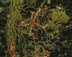 rhamphotheca:  Several brittle stars have their arms wrapped around the branches of an  octocorallian sea fan, family Plexauridae, at 1,120 m(3,675 ft) depth in Exuma Sound, in the Bahamas. Image courtesy of Bahamas Deep-Sea Coral Expedition Science