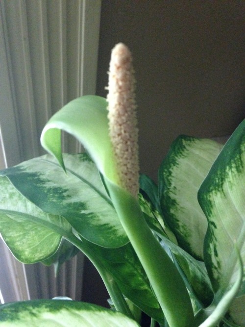 2.26.16 - Shortly after I got my dumb cane plant, about two years ago, it flowered. I was happy for 