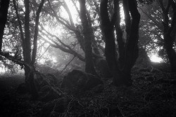 suiterwill:  Deep, Dark   35mm - Santa Cruz Mountains, CA 