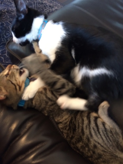 They were playing and benzene kinda just&hellip; shoved ion into the crack between couch cushion