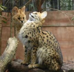 cuteanimals-only:  Serval cat see, serval