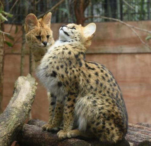 cuteanimals-only:Serval cat see, serval cat do.