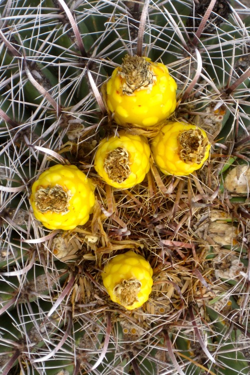 Prickly Peak Cactus Fruit, Tucson, Arizona, 2014.