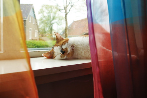 cat-government:happy kitty