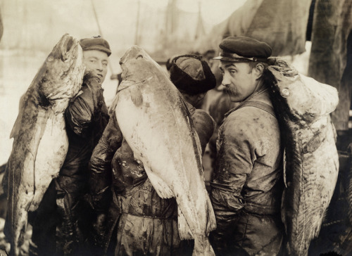 Four-foot long cod are slung across the backs of cod fishermen, February 1915.Photograph by A. B. Wi