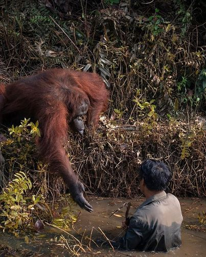 Awed-Frog:  Borneo: A Biologist Is Working, Looking For Snakes In A Pond. Orangutan