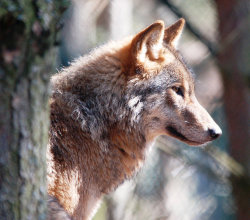 a77wolves:  Eurasian wolf Canis lupus lupus Kingcraig 2014 by jonsson.nick on Flickr.