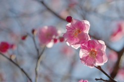 uyamt:  梅 　 Ume blossoms / Japanese apricot  