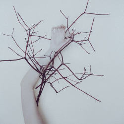 Of living pained branches by Anna O. Photography 