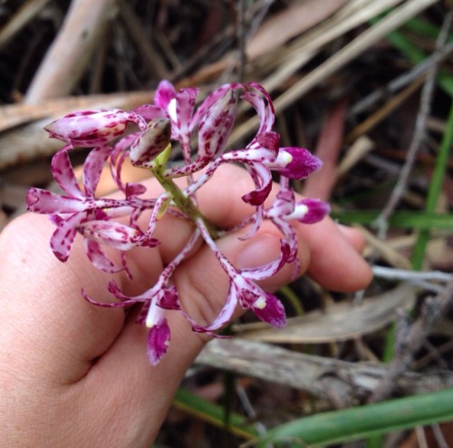 Spotted this Blotched Hyacinth Orchid (Dipodium punctatum) on our bush walk the other day. Love stum