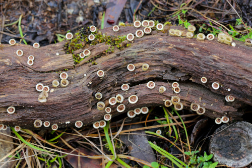 steepravine:Bumping Birds Nest Fungus(Sonoma County, California - 2/2016)