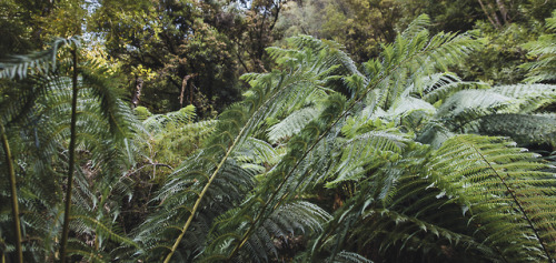 stephaniedolen - tree ferns at russell falls, mount field...