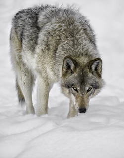 Llbwwb:  Timber Wolf By Daniel Parent.