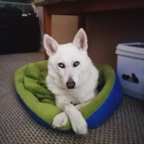 What do you mean, that there is no breakfast? #doggo #dogsofinstagram #dog #dogdays #mixedbreed #pup