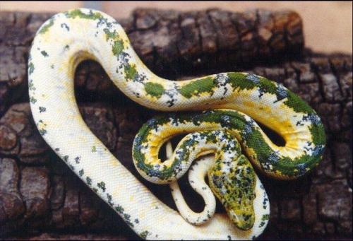 ainawgsd:piebald reptiles part 2, snakes Piebaldism (pi-bald-iz-m) is a genetic condition which re