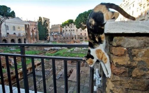 Porn catsbeaversandducks:  Roman Cats Turn A Historic photos