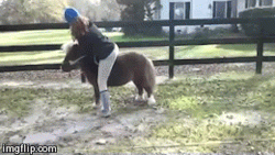 erinmariemcg:  erinmariemcg:  I am having way too much fun with this gif thing  aww going through old gifs RIP Pony Jack aka the Rogue Reindeer  Look how fast those little legs move, lol!
