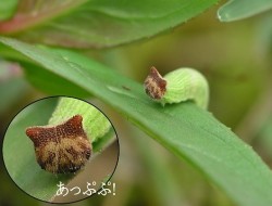 odditiesoflife:  The “Hello Kitty” Caterpillar