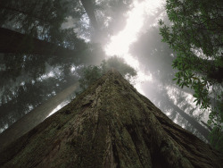 moisesbolivar:  A Large Tree by John Westrock on Flickr.