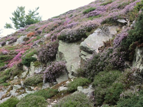 comoxphotography:Heather and stone.