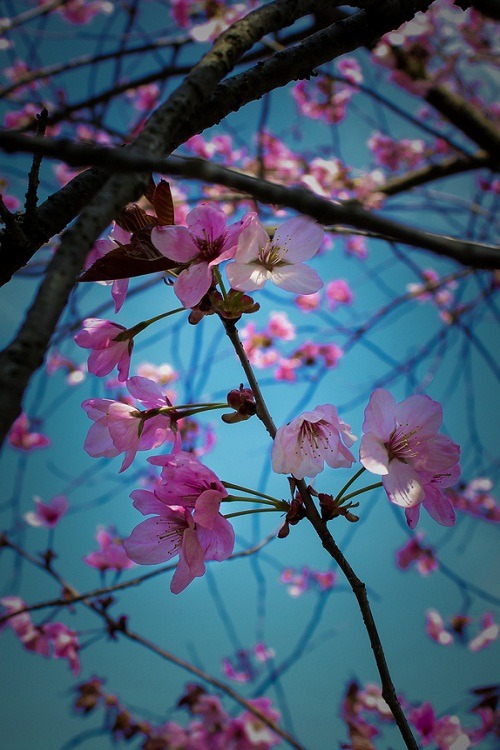 ponderation:  桜Sakura, (Japanese Cherry Tree) by Miki Asai  