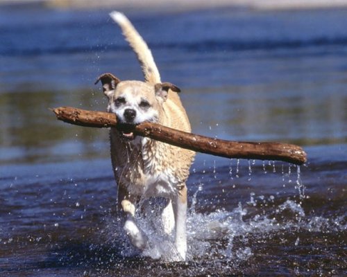 Big Stick