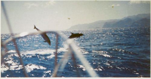 apeninacoquinete - greeting committee of dolphins, 1983