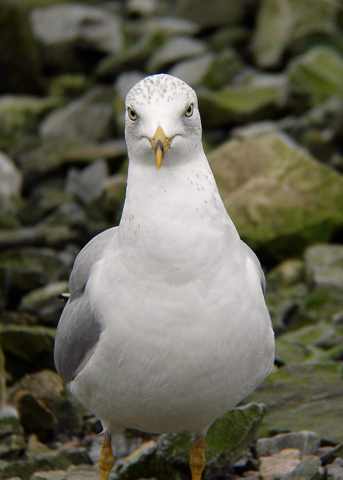 Hatched With An Innate Greed For Junk Food, Ring-billed Gulls Are Well Known For Their Brash Muggings