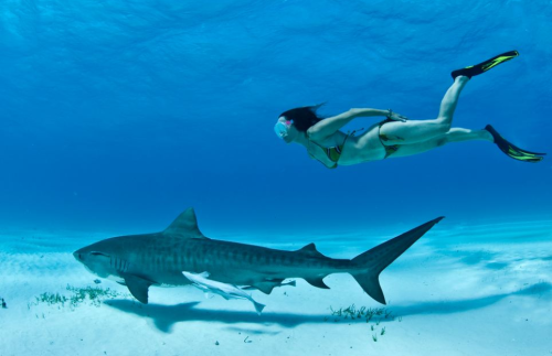awkwardsituationist:  lesley rochat, who runs afrioceans conservation alliance in south africa, is photographed by mark ellis swimming in the bahamas with tiger sharks, considered one of the most dangerous species in the world, to help change this public