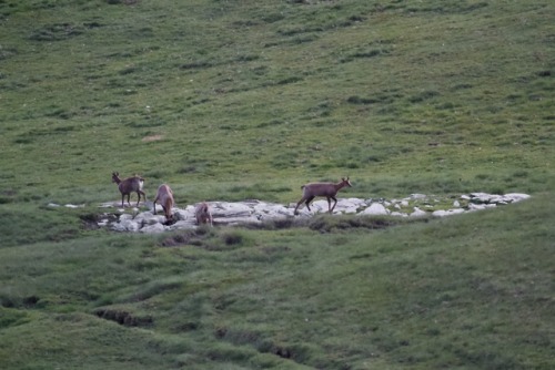 highways-are-liminal-spaces: Early morning in the Cirque du Troumouse in the French PyreneesJune 201